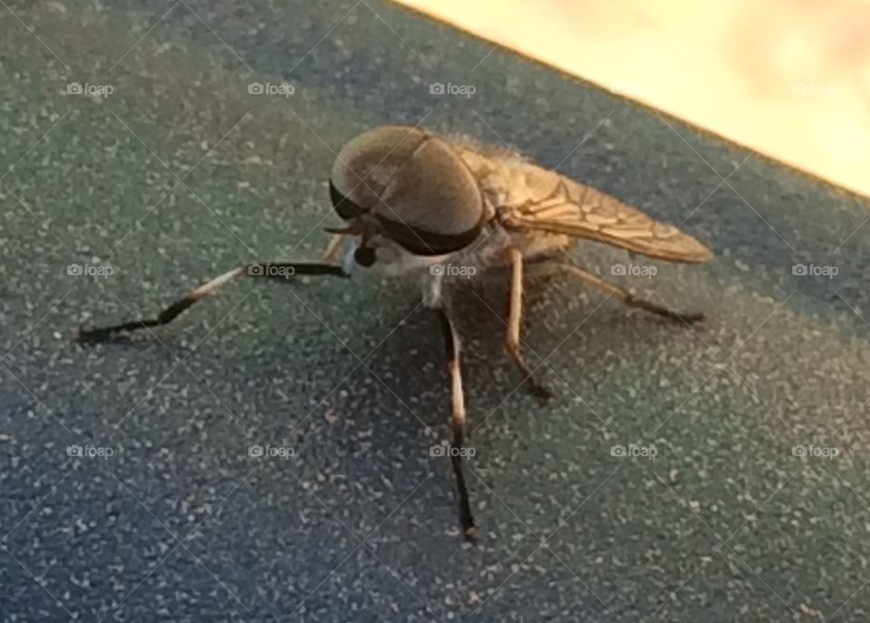 Pesky Fly (close up)