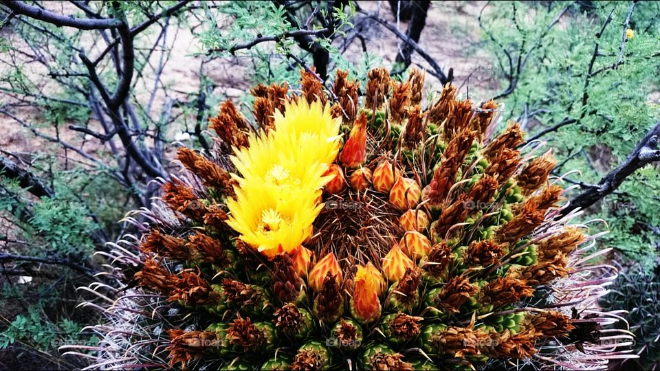 barrel cactus flower 5
