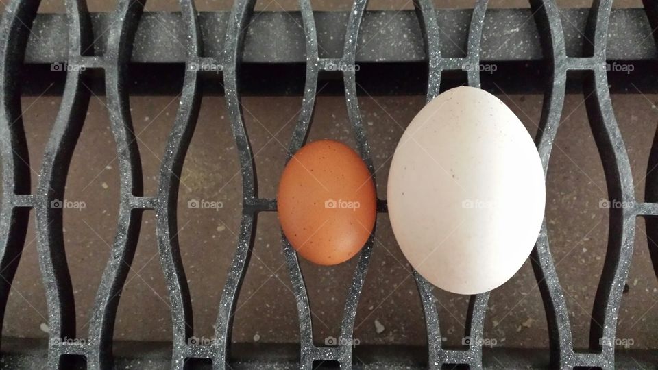 Overachieving Egg Layer