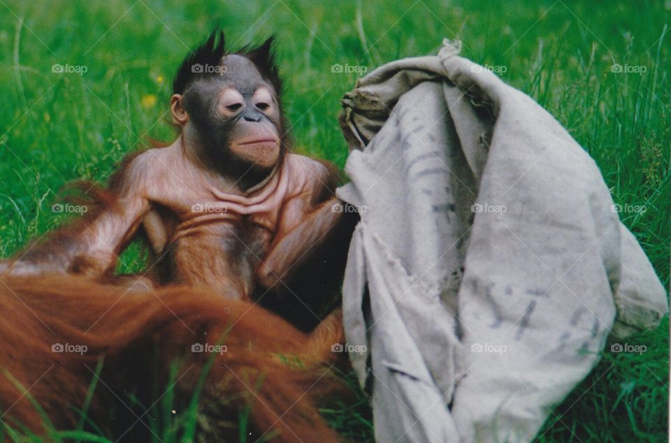 young orangutan playing