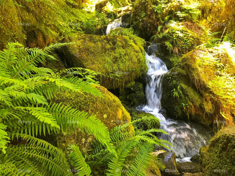 Flowing stream through vibrant green ferns 