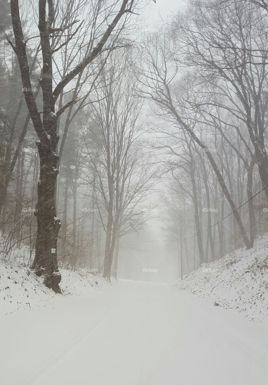 Winter, Snow, Fog, Cold, Tree