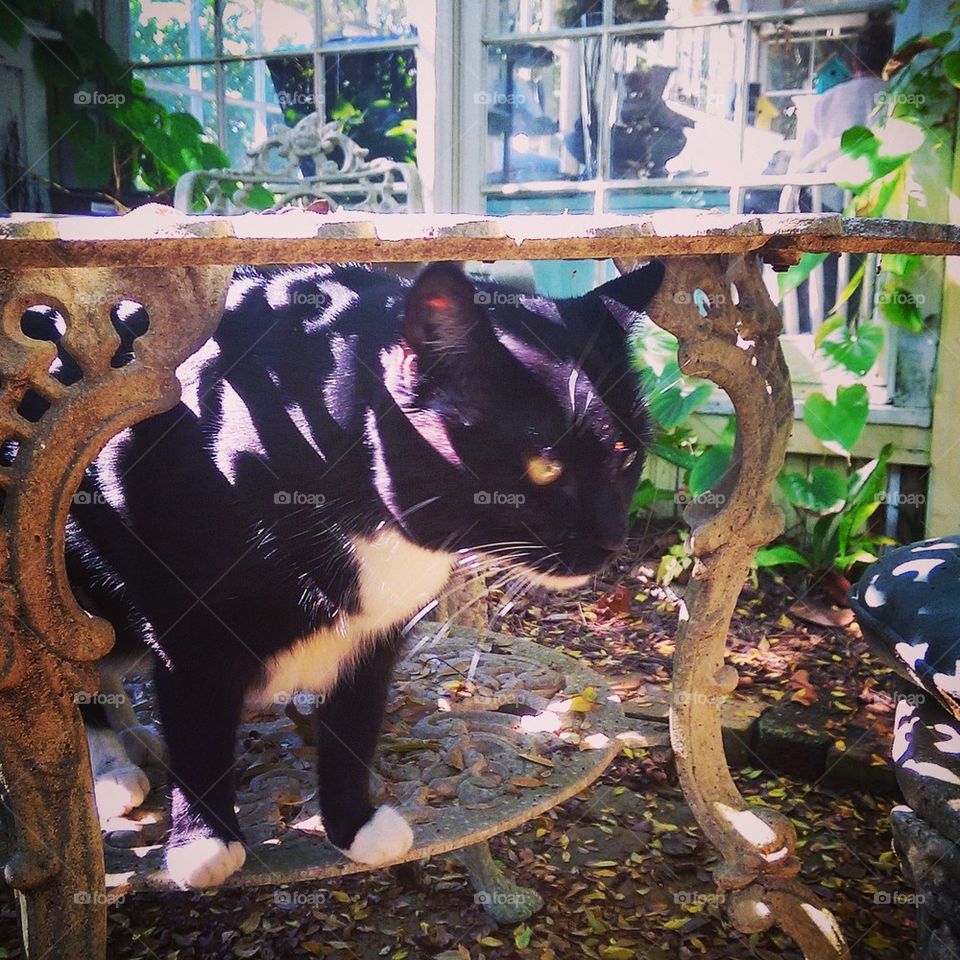 Garden Cat 4