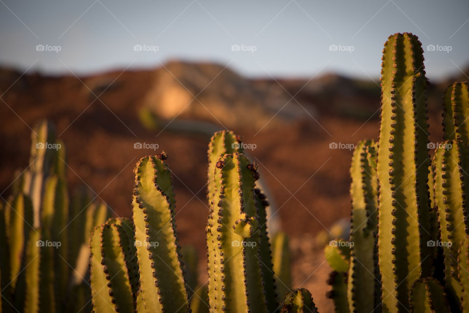 Cactus in the desert 