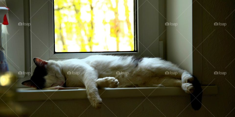 Cat on the windowsill