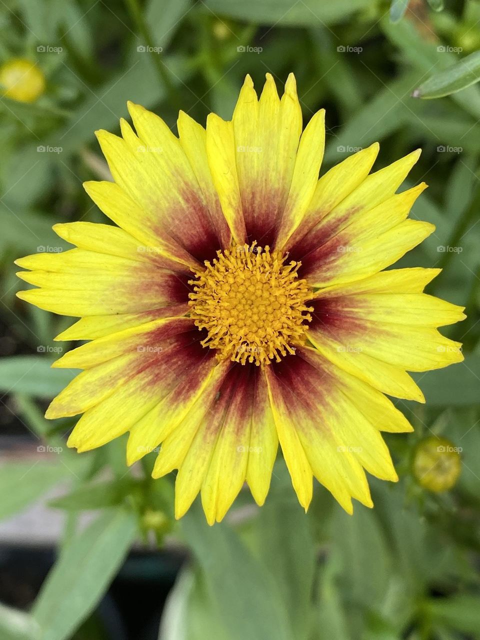 Flower blossom of Indian blanket 