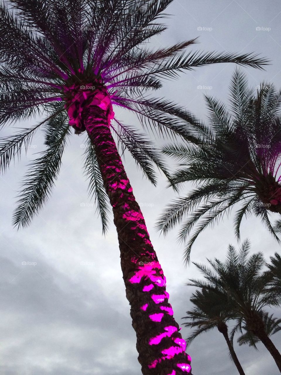 Palm Tree With Purple Uplighting