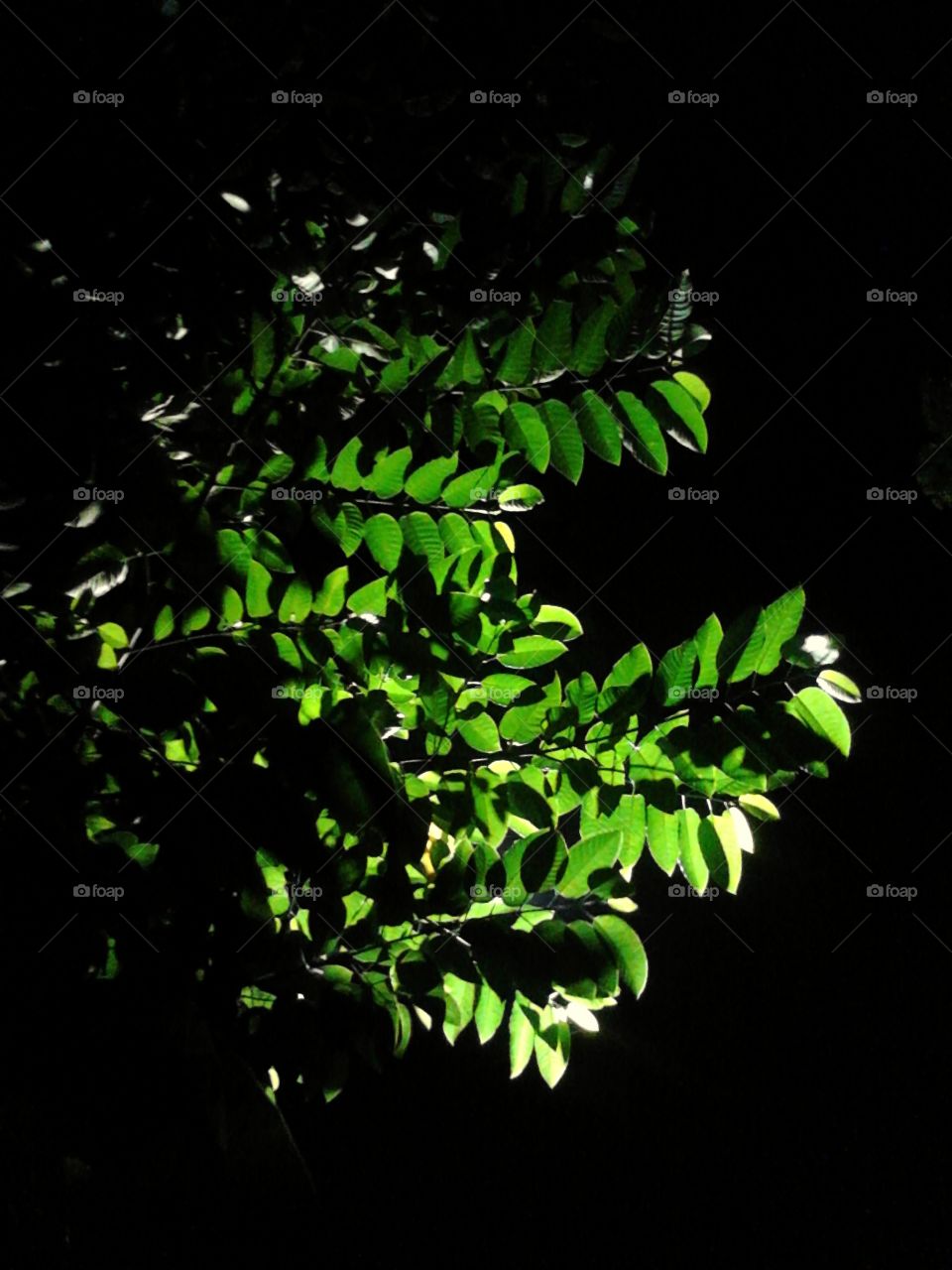 Leaf, No Person, Light, Nature, Tree