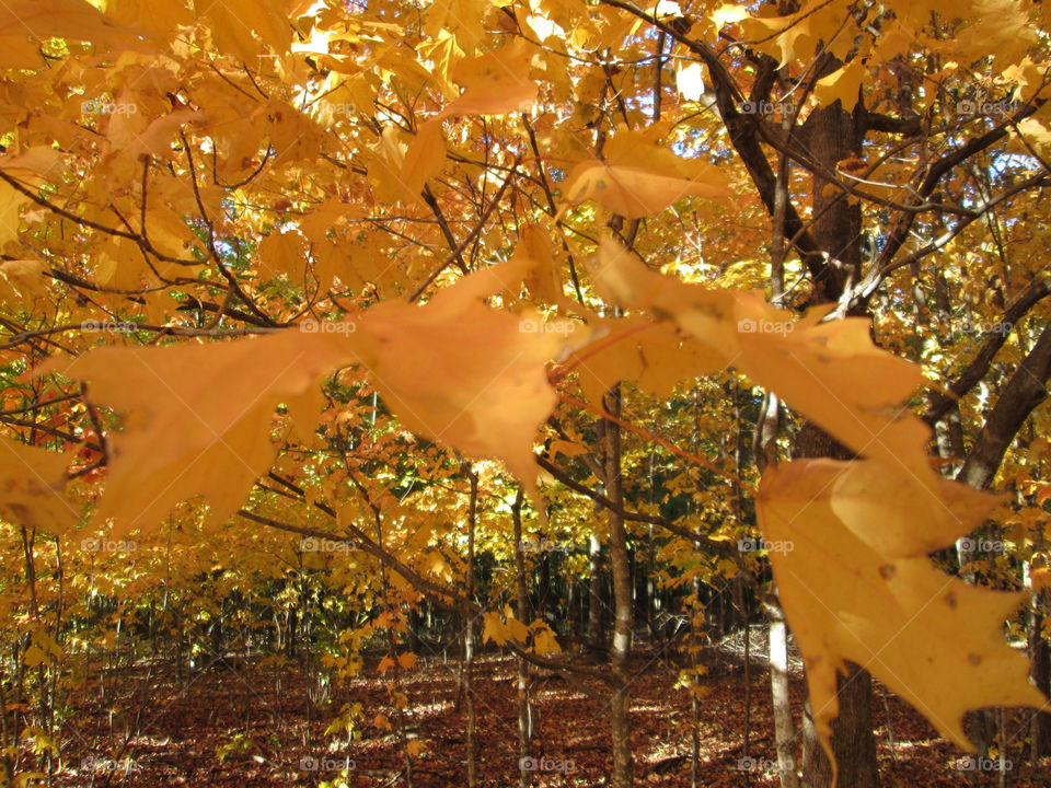 orange leaves fall autumn by ashley77