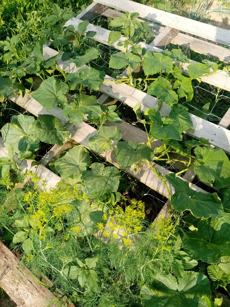 Permacultural garden