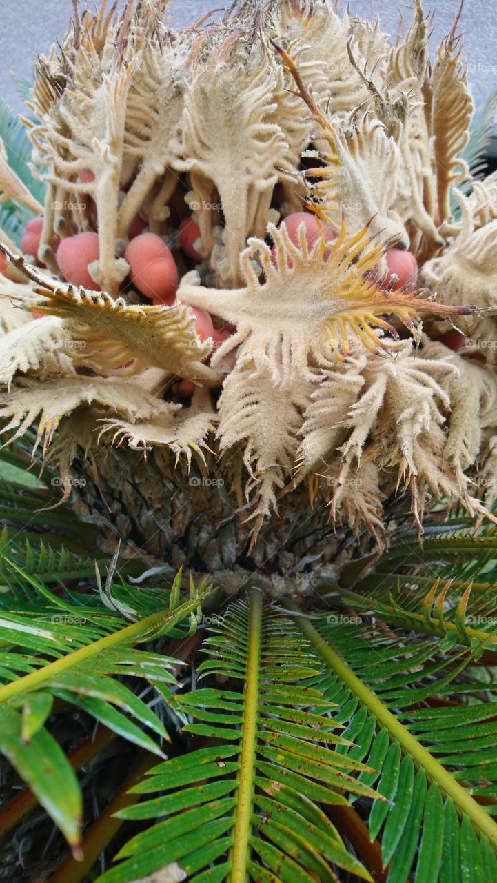 Flower palm