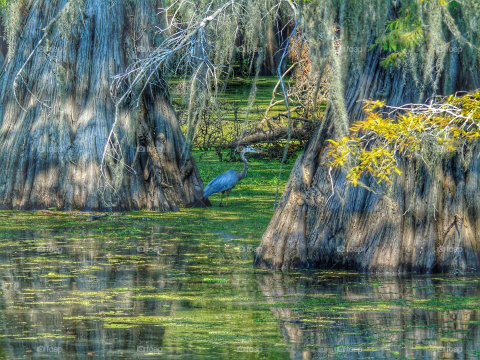 Hiding Heron. Caddo Lake, Texas 
