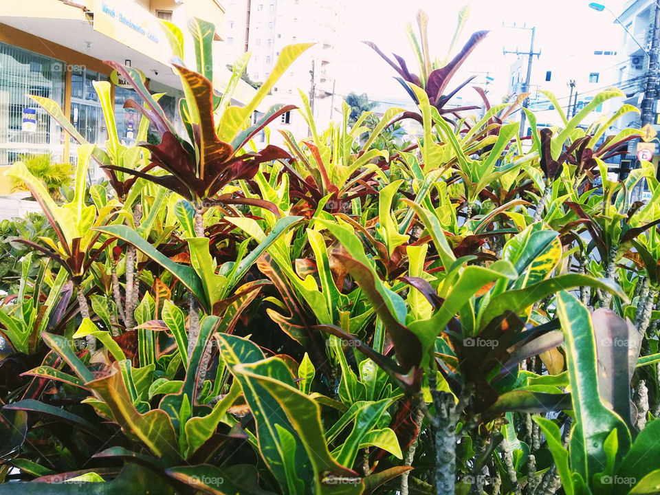 Tipo de paisagismo presente na Região Sul do Brasil. Aqui as ruas costumam ser enfeitadas com essas plantas.