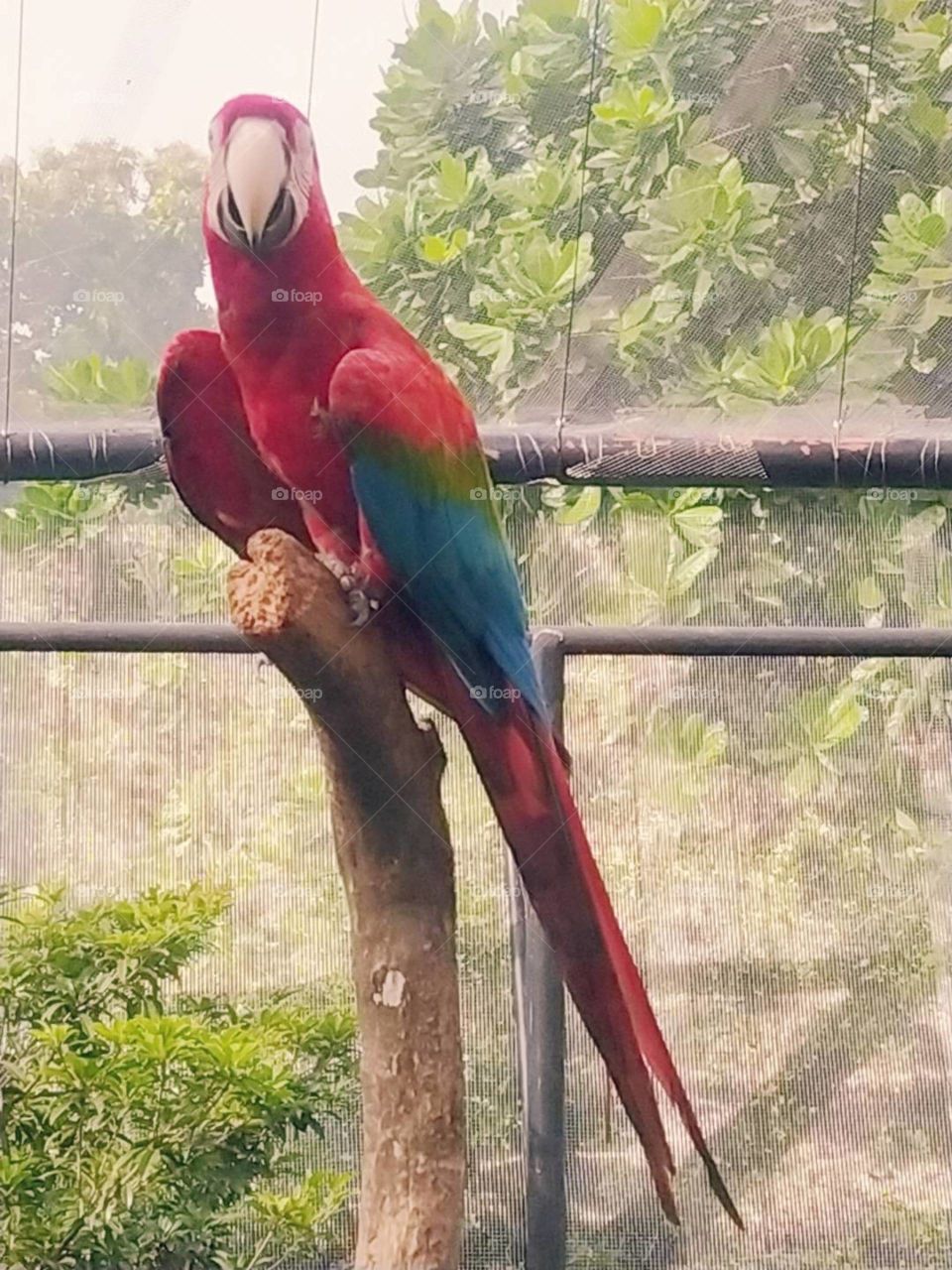 parrot