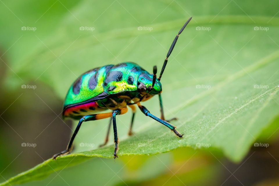 Beautiful Green Bug