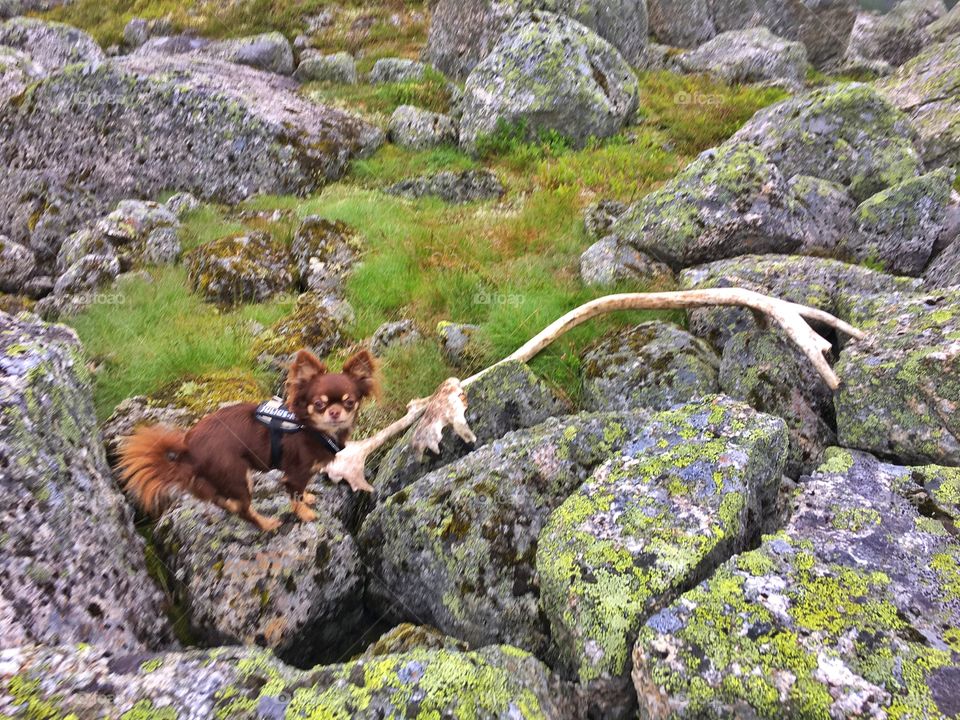 Chihuahua standing next to antlers