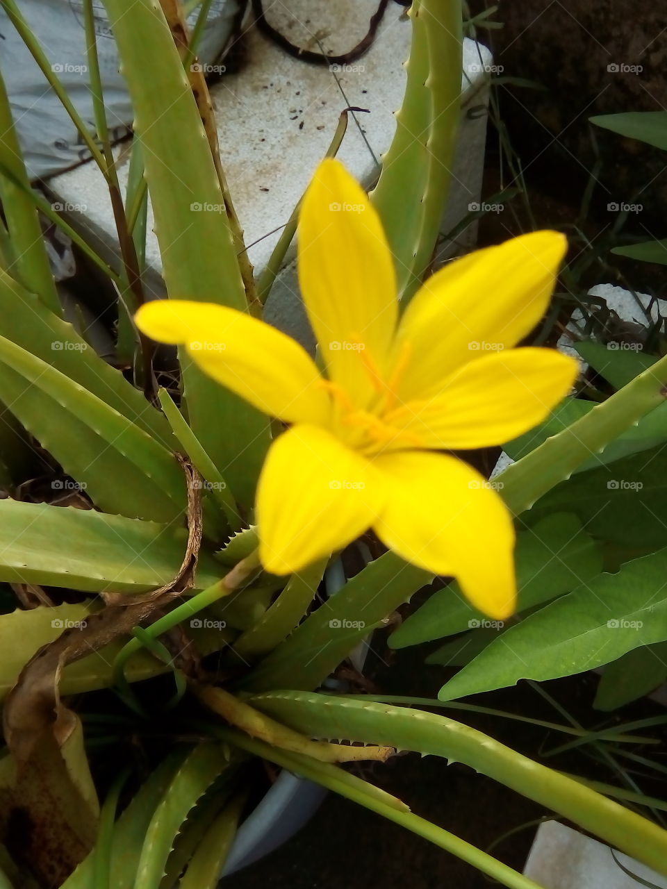 gorgeous  yellow  flower