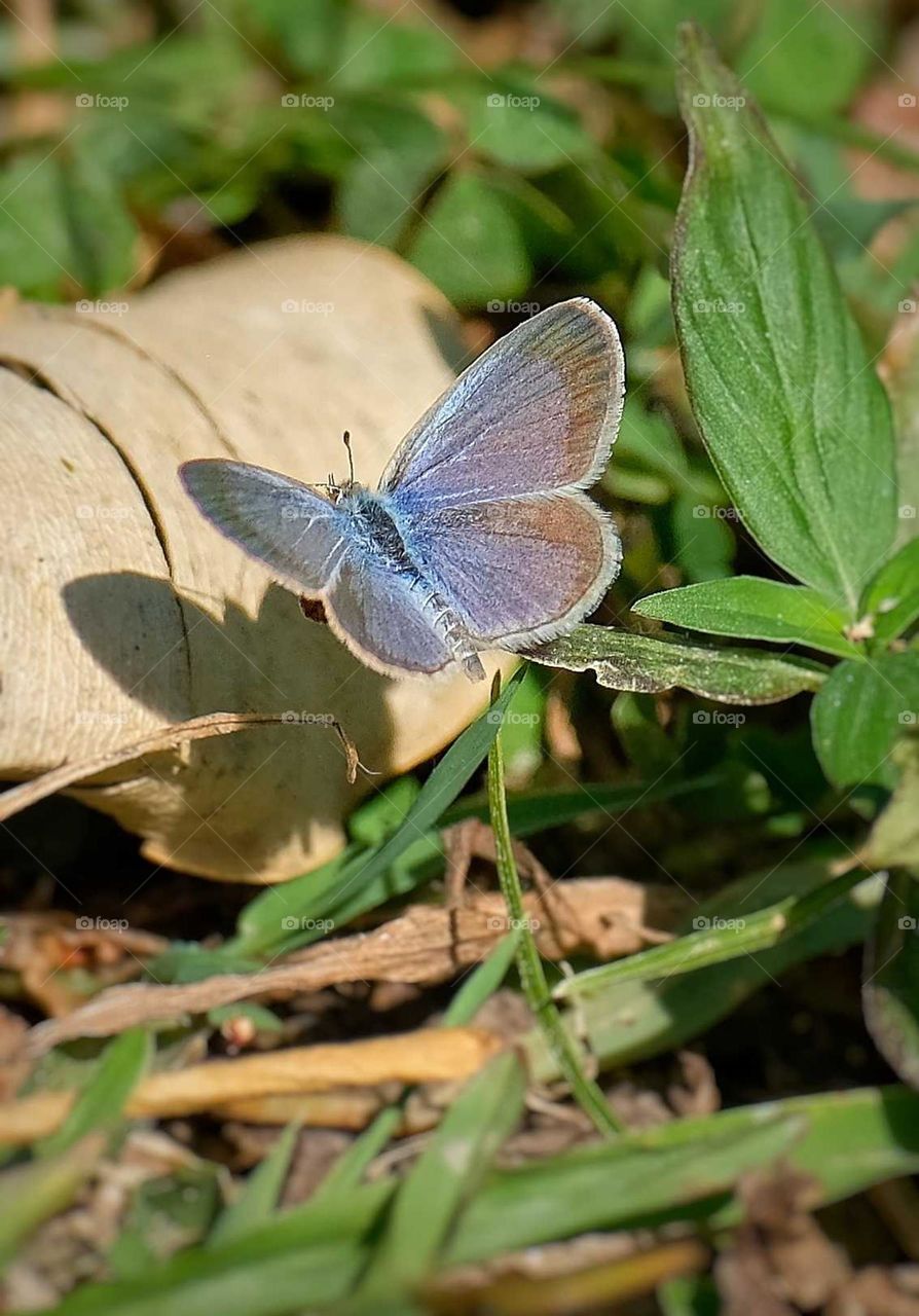 flying blue Zizeeria maha okinawana butterfly
