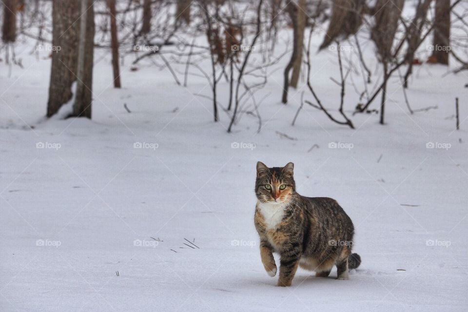 Cat in Snow