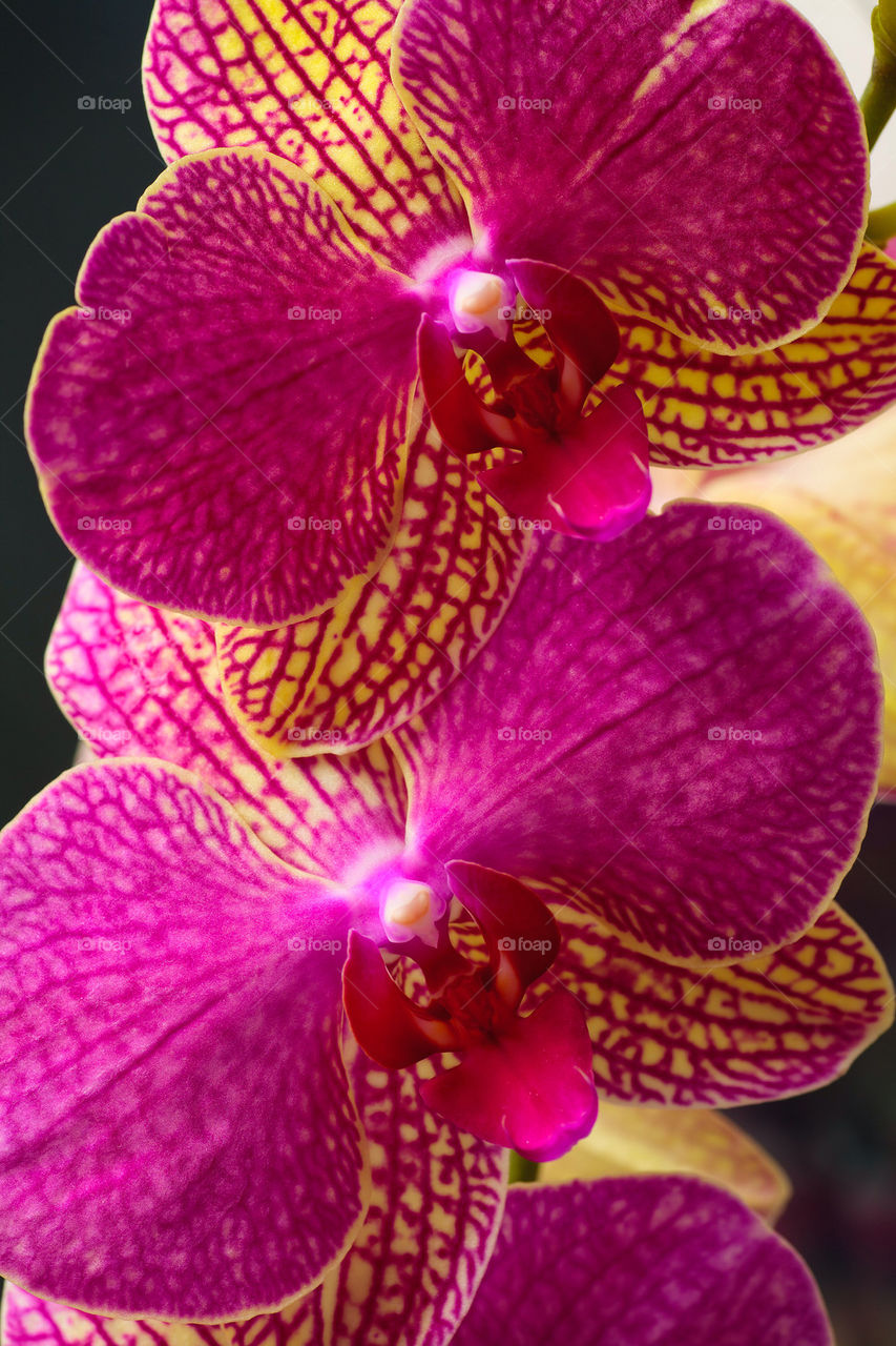 Two pink and yellow phalaenopsis orchids