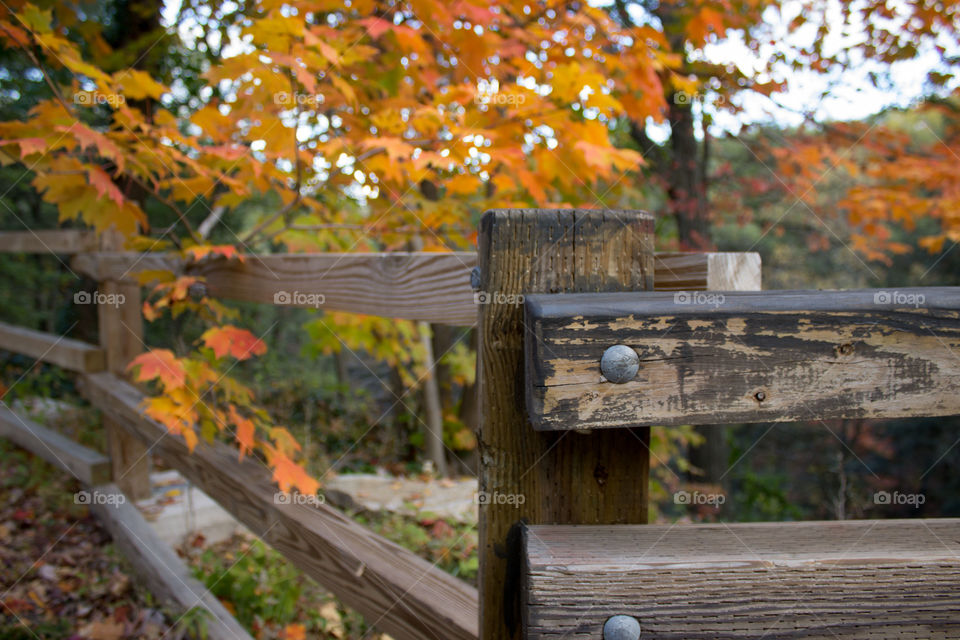 Fence posts and Yellow leaves. Weekend adventures in the woods.