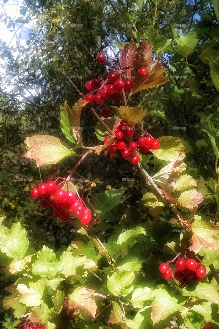 Berries among the fall foliage