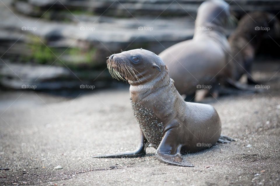 Little Sea Lion On Beach