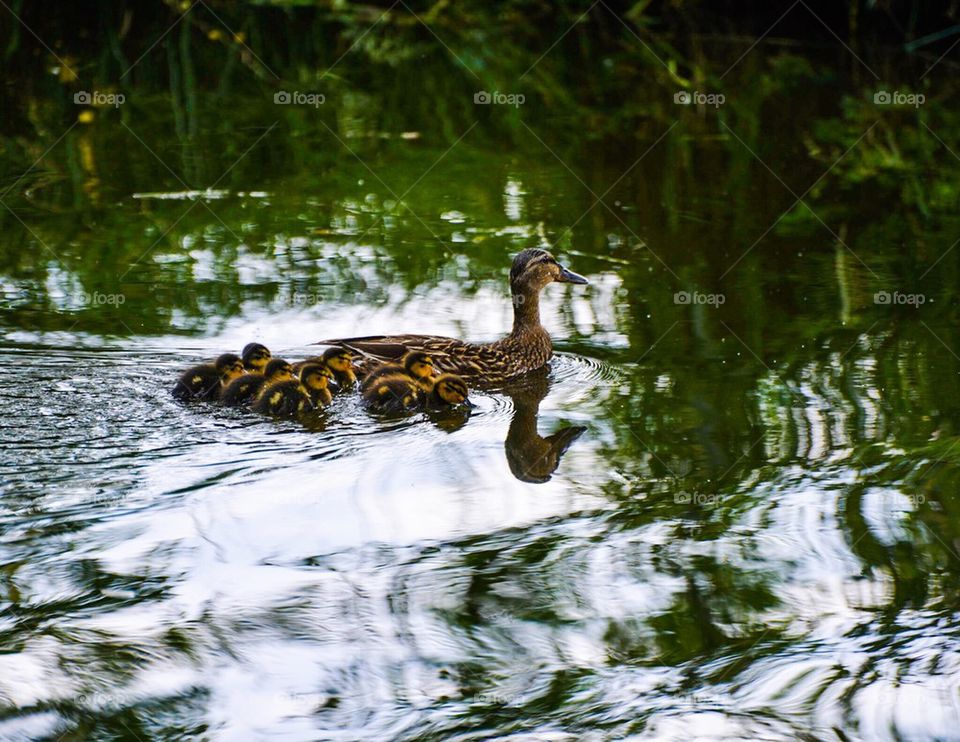 Duck and ducklings