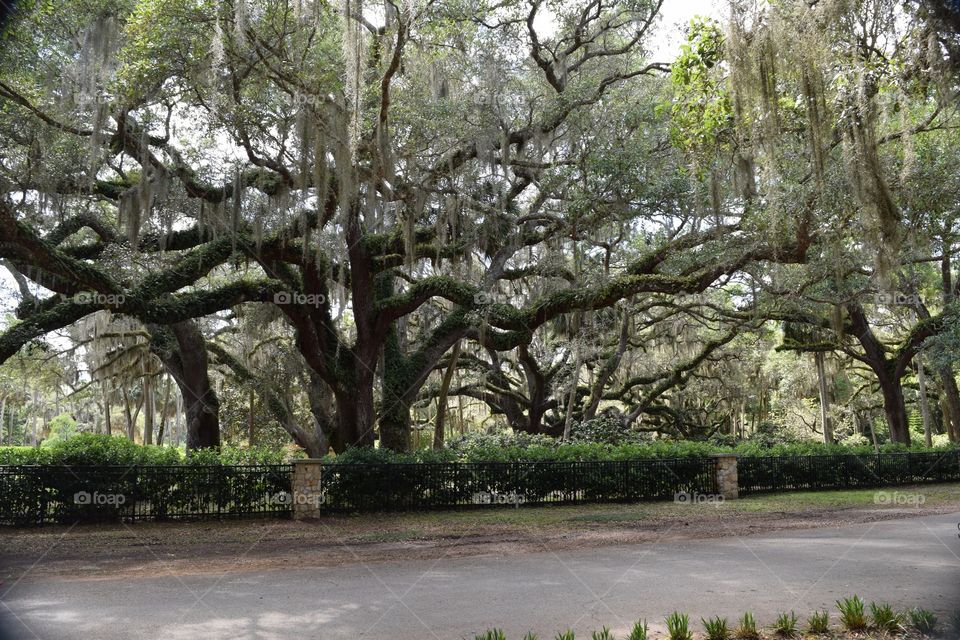 Amazing Oak Tree Florida Washington Oaks Park