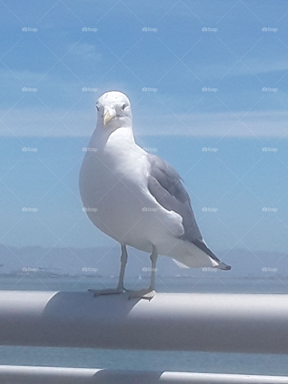 Marina seagull