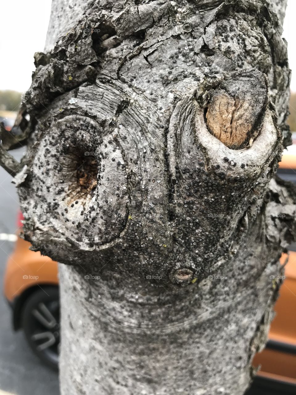 Tree Knots