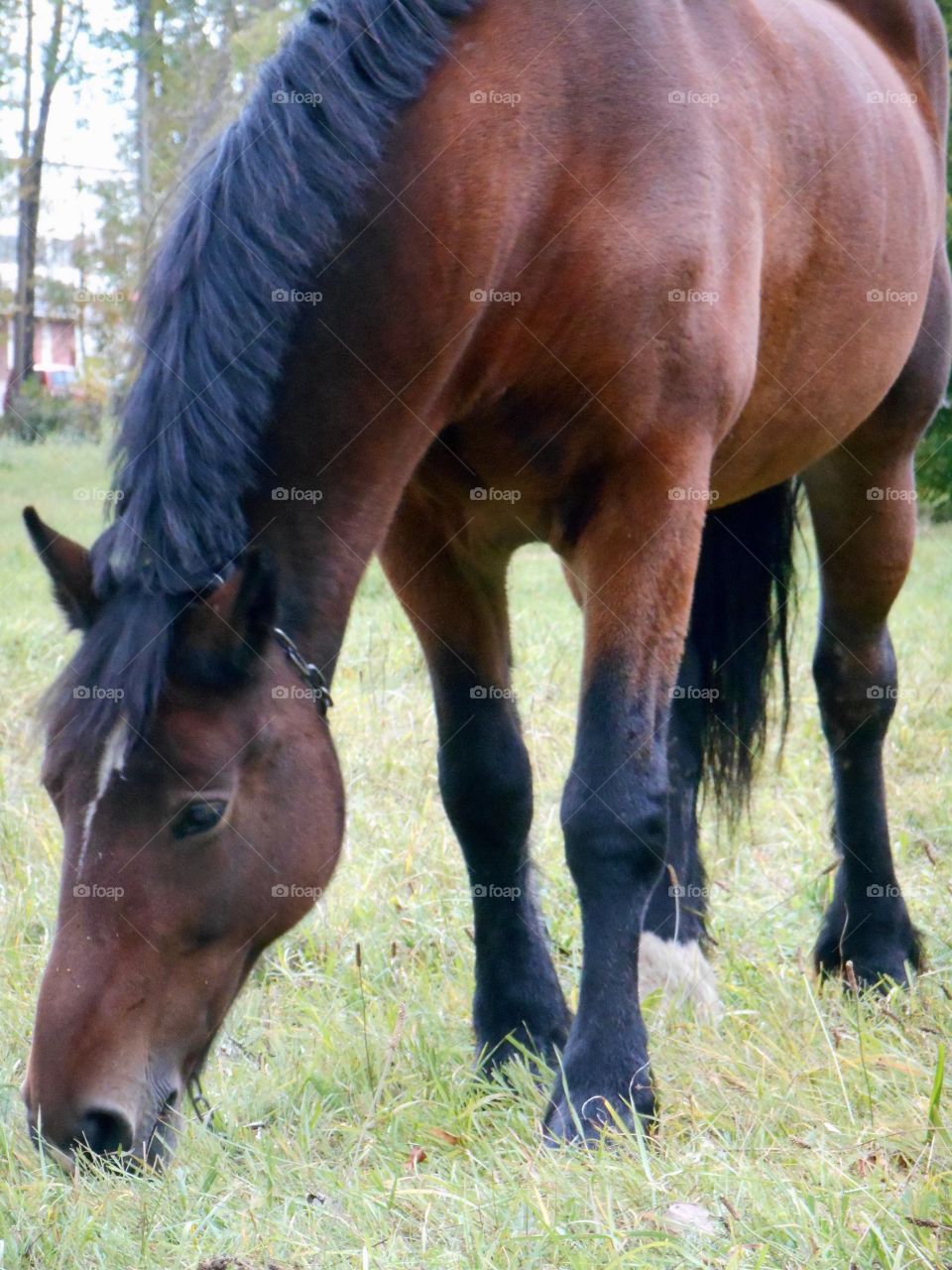 Cavalry, Horse, Mare, Stallion, Pasture