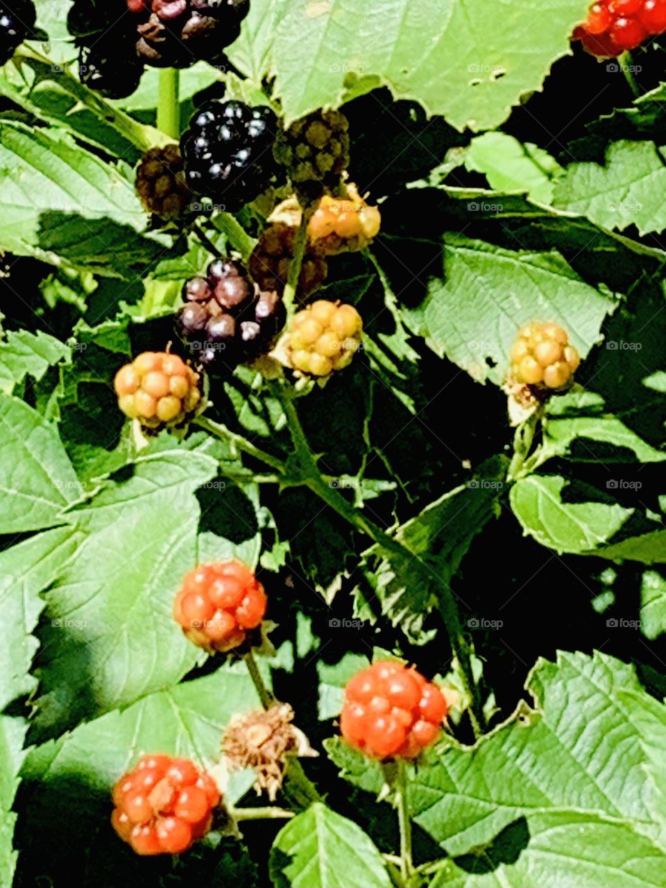 Blackberry bush