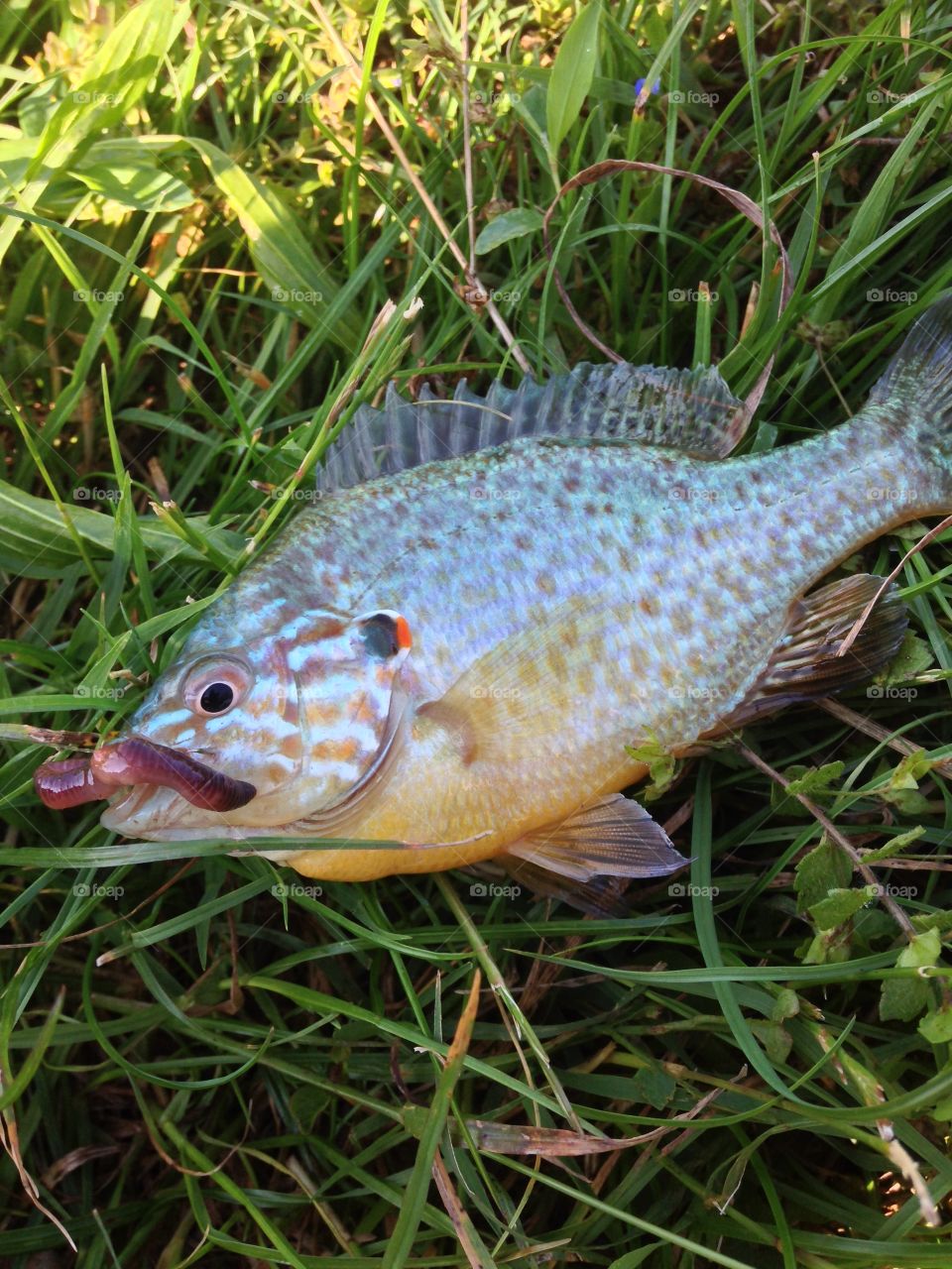 Close-up of fish