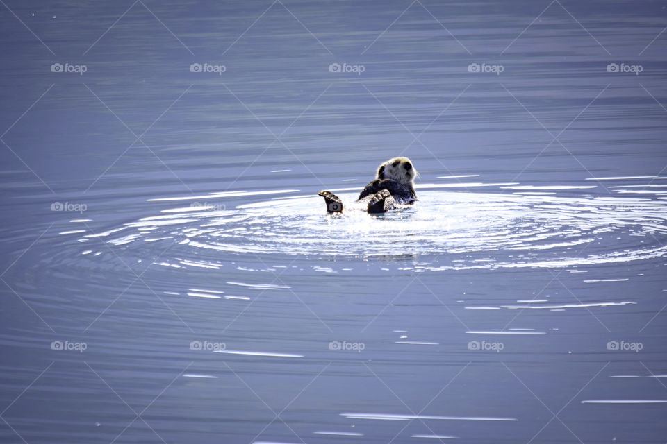 Water, Lake, Winter, Reflection, Duck
