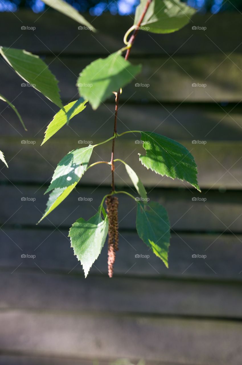 Branch 