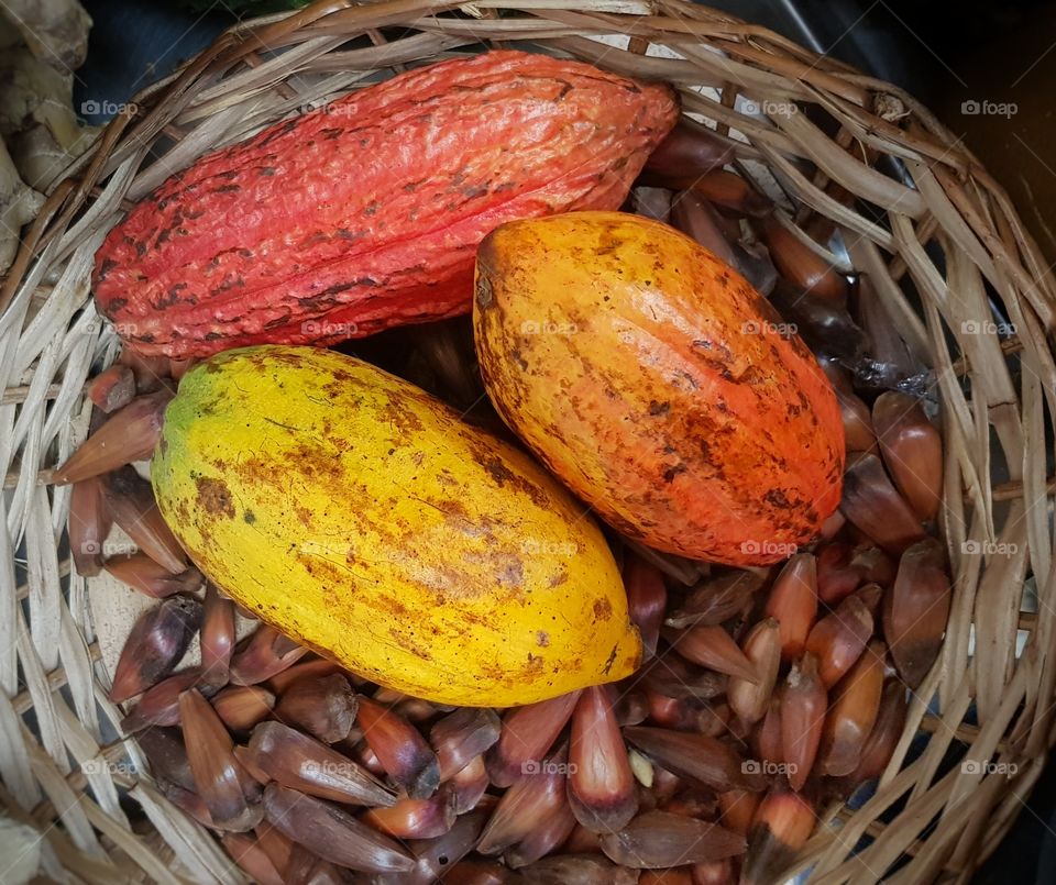 Cocoa - Fruit