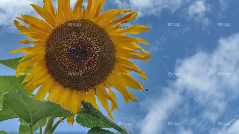 Bumble bee on a sunflower in the summer under blue skies ans sparce clouds