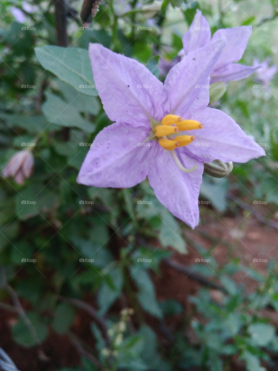 flower