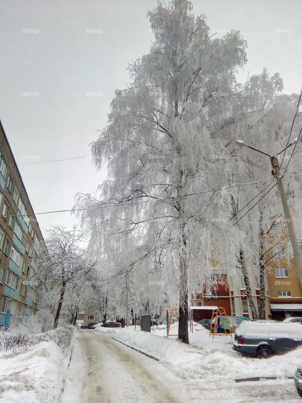 зима разукрасила деревья