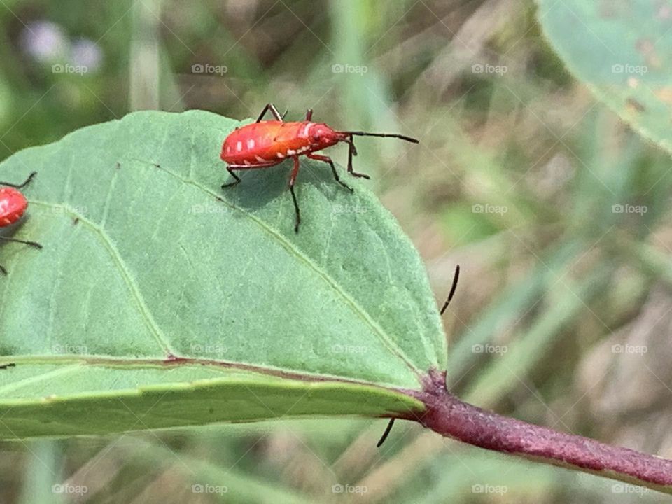 Your Best Macro shot, My garden (Countryside)