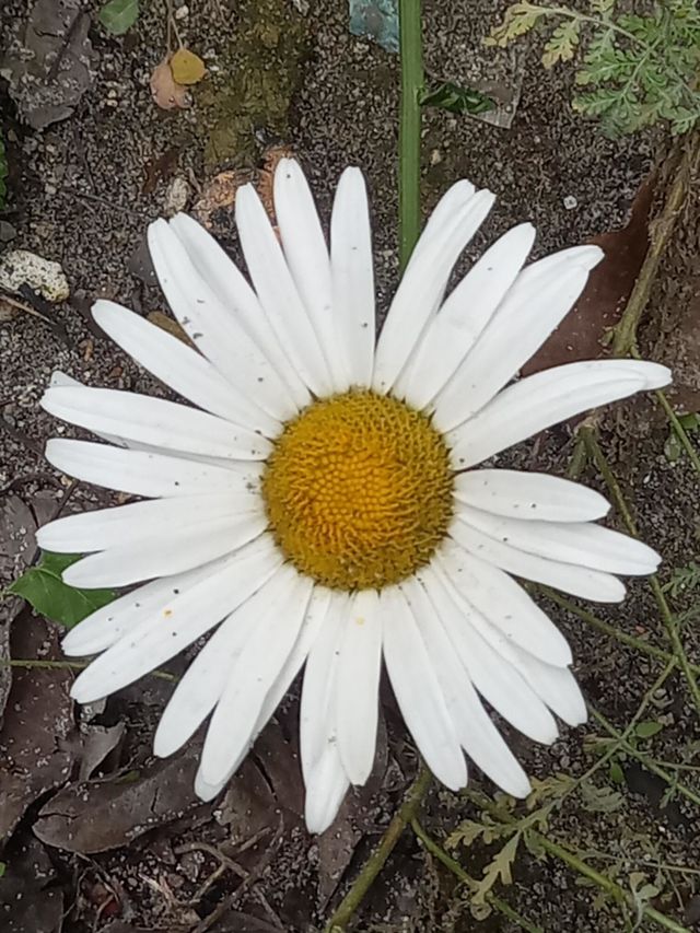 white flowers