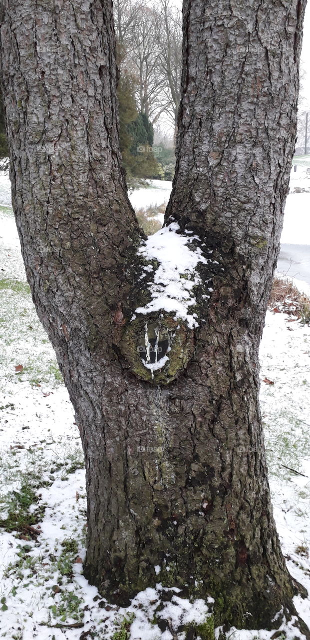 arbre au parc Barbieux