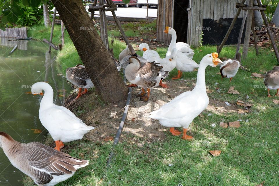 lion head goose walking with friends on the lawn by the water.