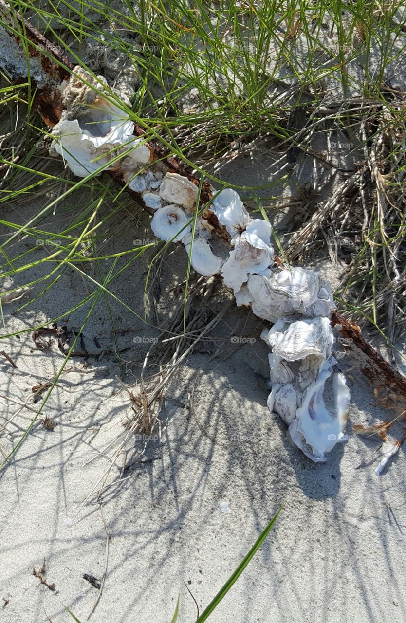 Barnacle Driftwood