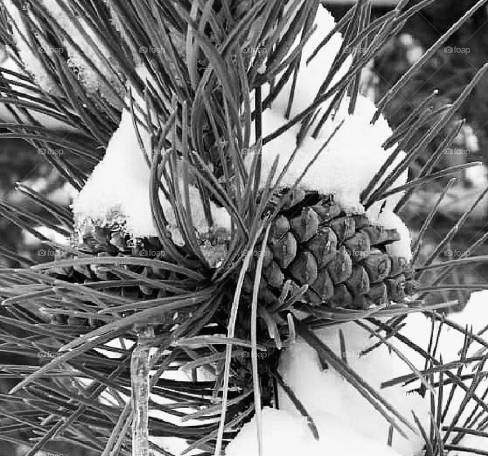 Pinecones