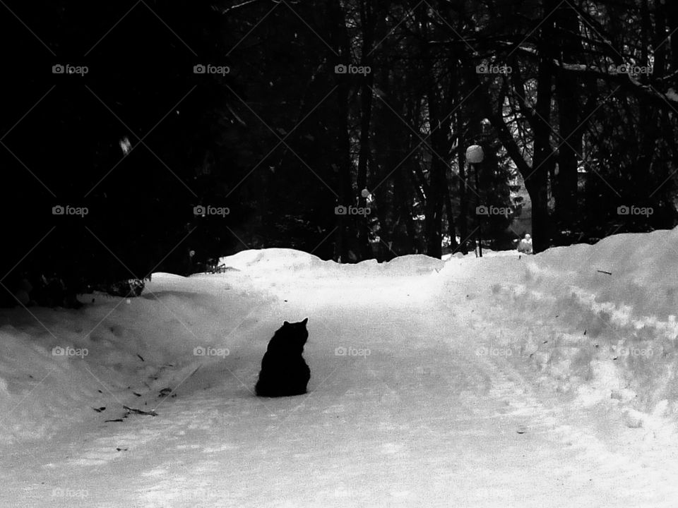 black cat on the winter street