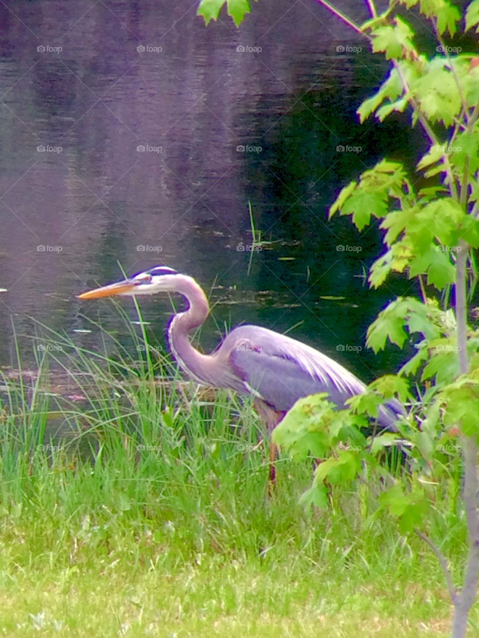 Herring/ Backyard wildlife 