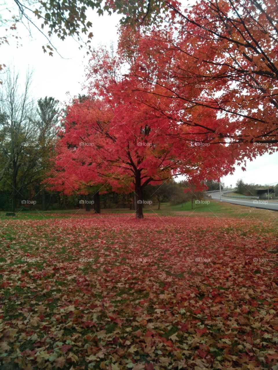Leaf, Fall, Tree, Park, Maple