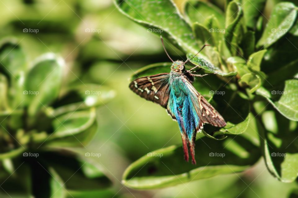 Click after click after click before finally catching this beautiful little guy without ring blurry.